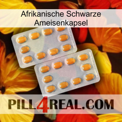 Africa Black Ant Capsule cialis4